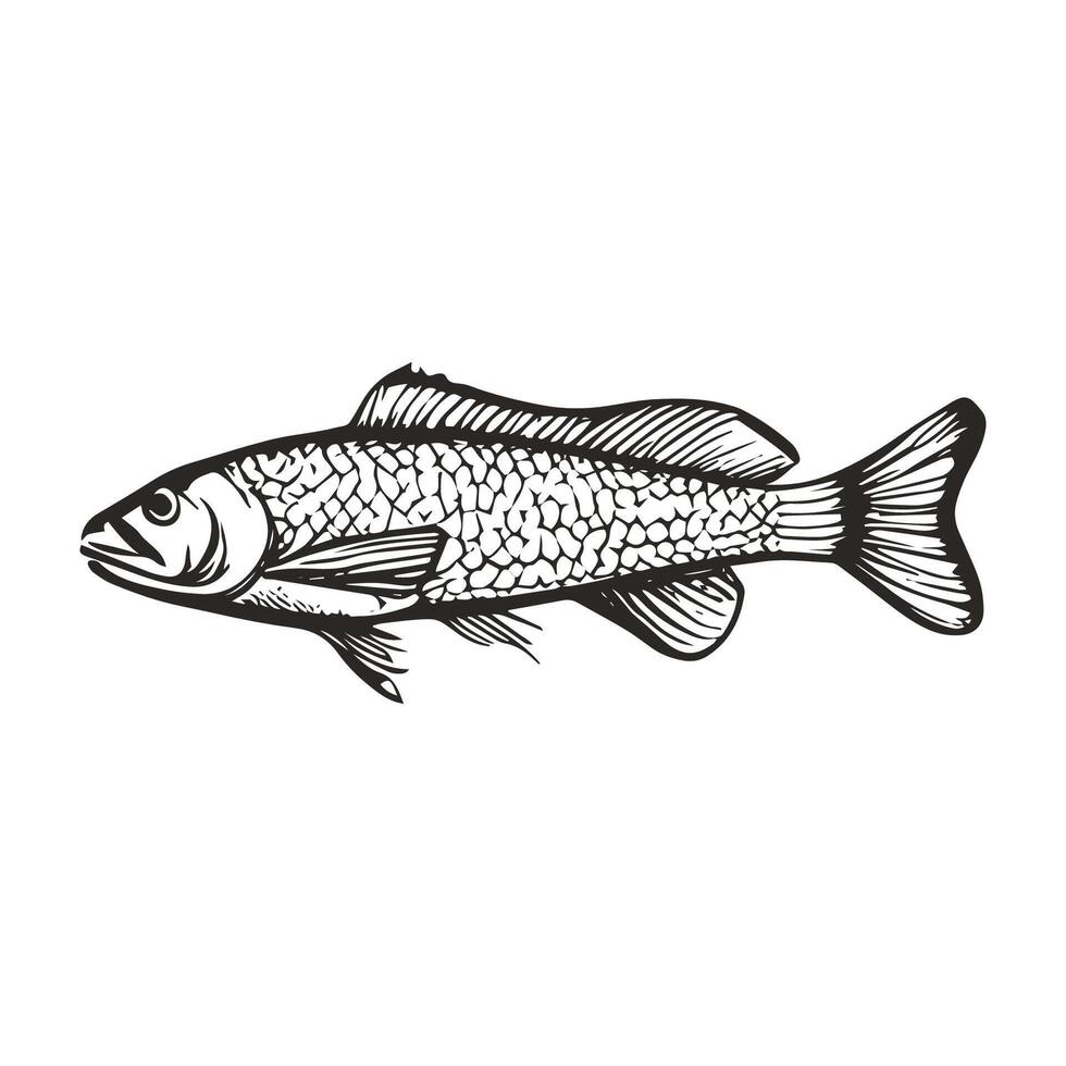retro vintage fish sketch engraving drawing vector
