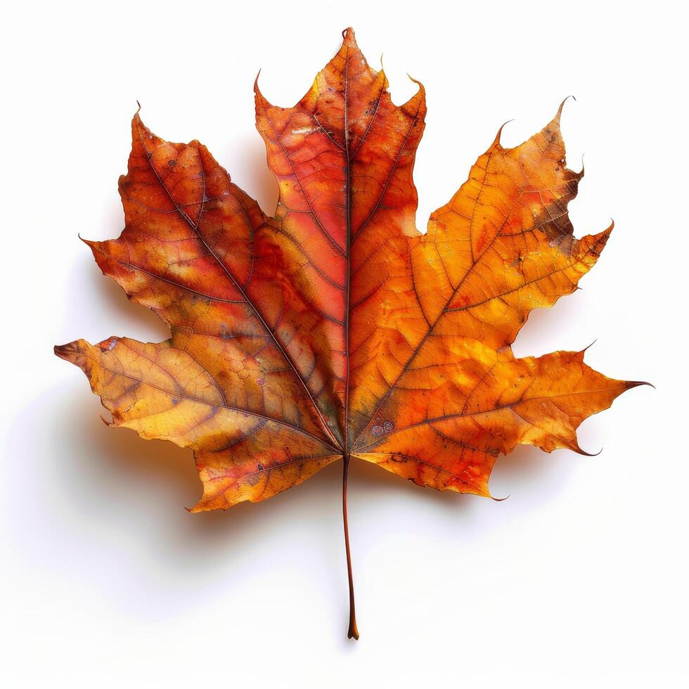 A Single Leaf of a Maple Tree photo
