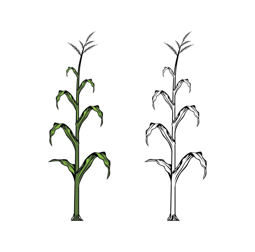 Corn Plant Design Illustration vector