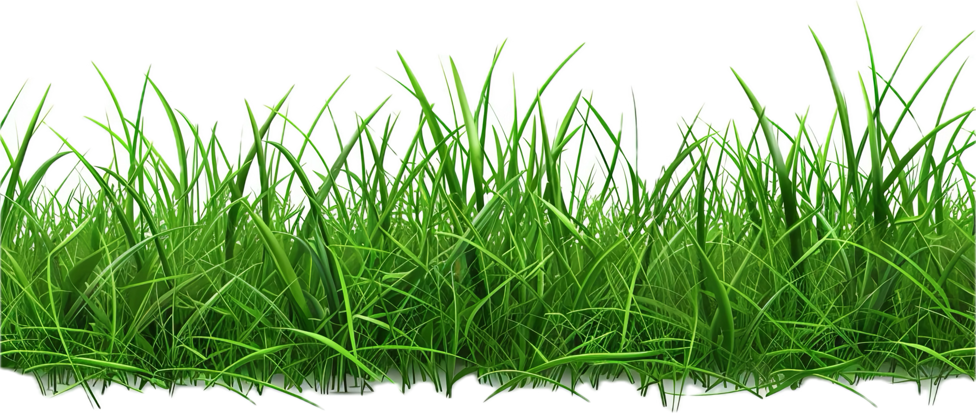 Lush green grass blades. png