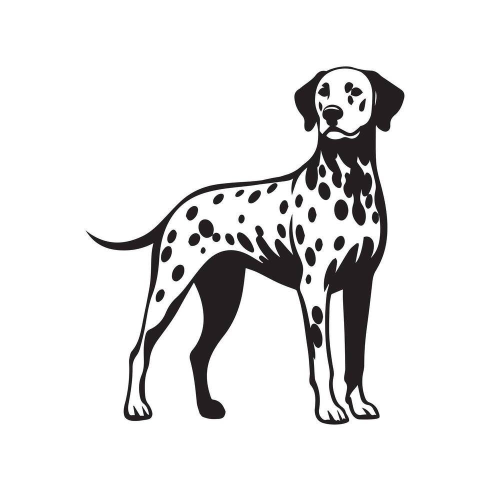 Confident Dalmatian dog Standing Illustration in black and white vector