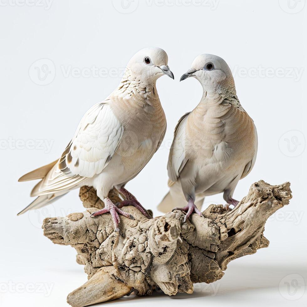 a Couple of Pigeon standing on small root in Studio photo