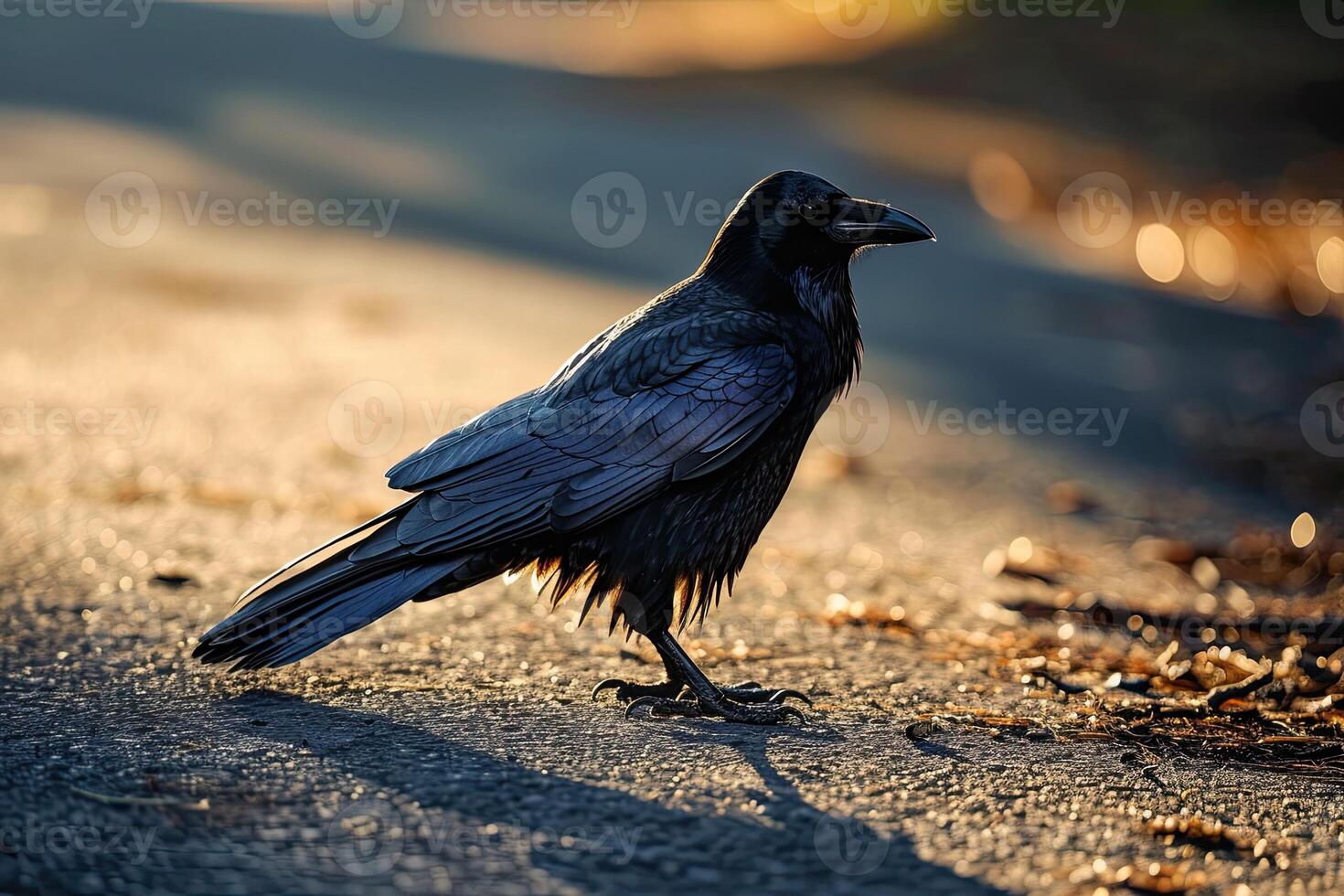 The Crows stay on the ground photo