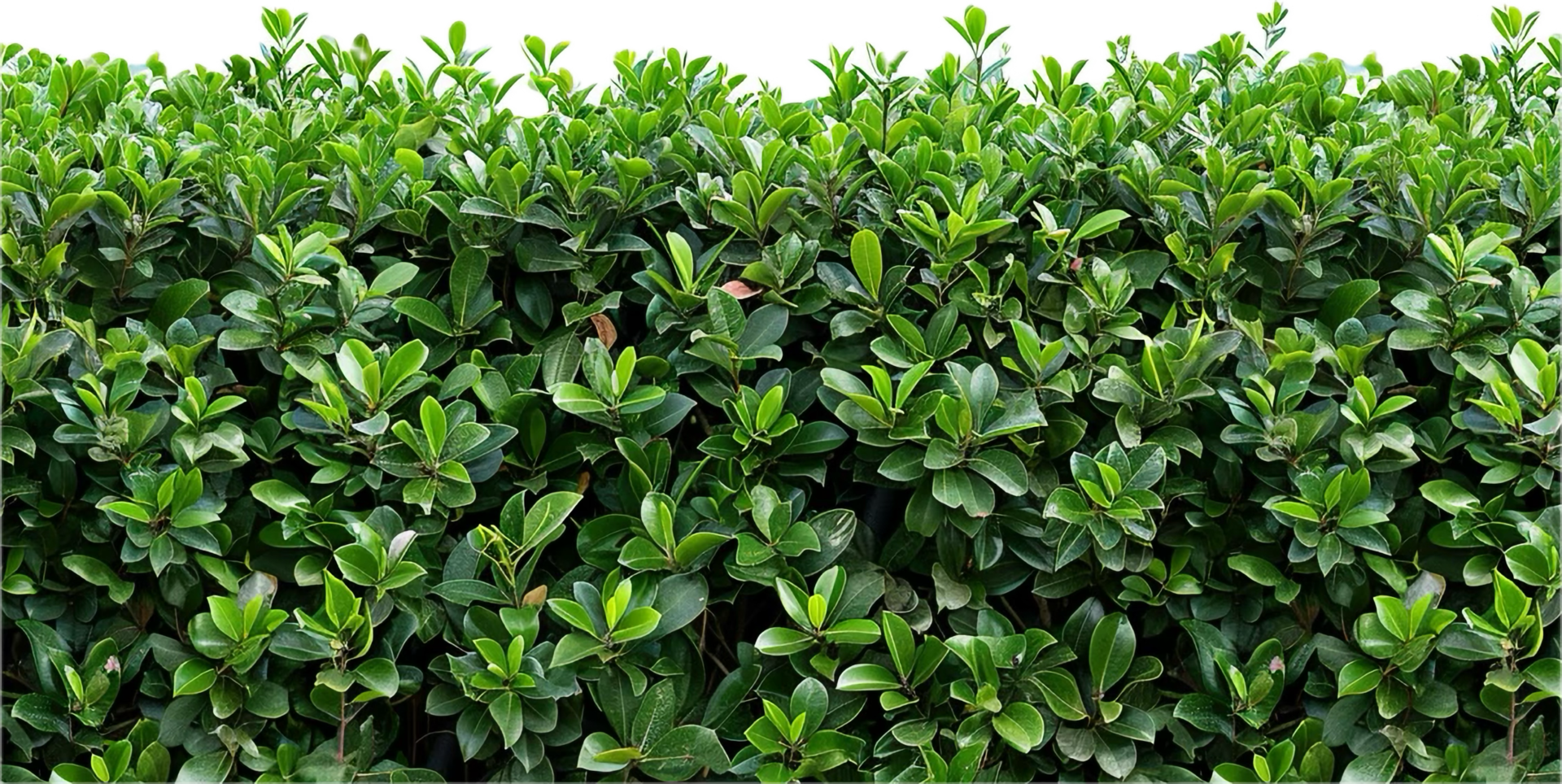 Lush Green Hedge. png