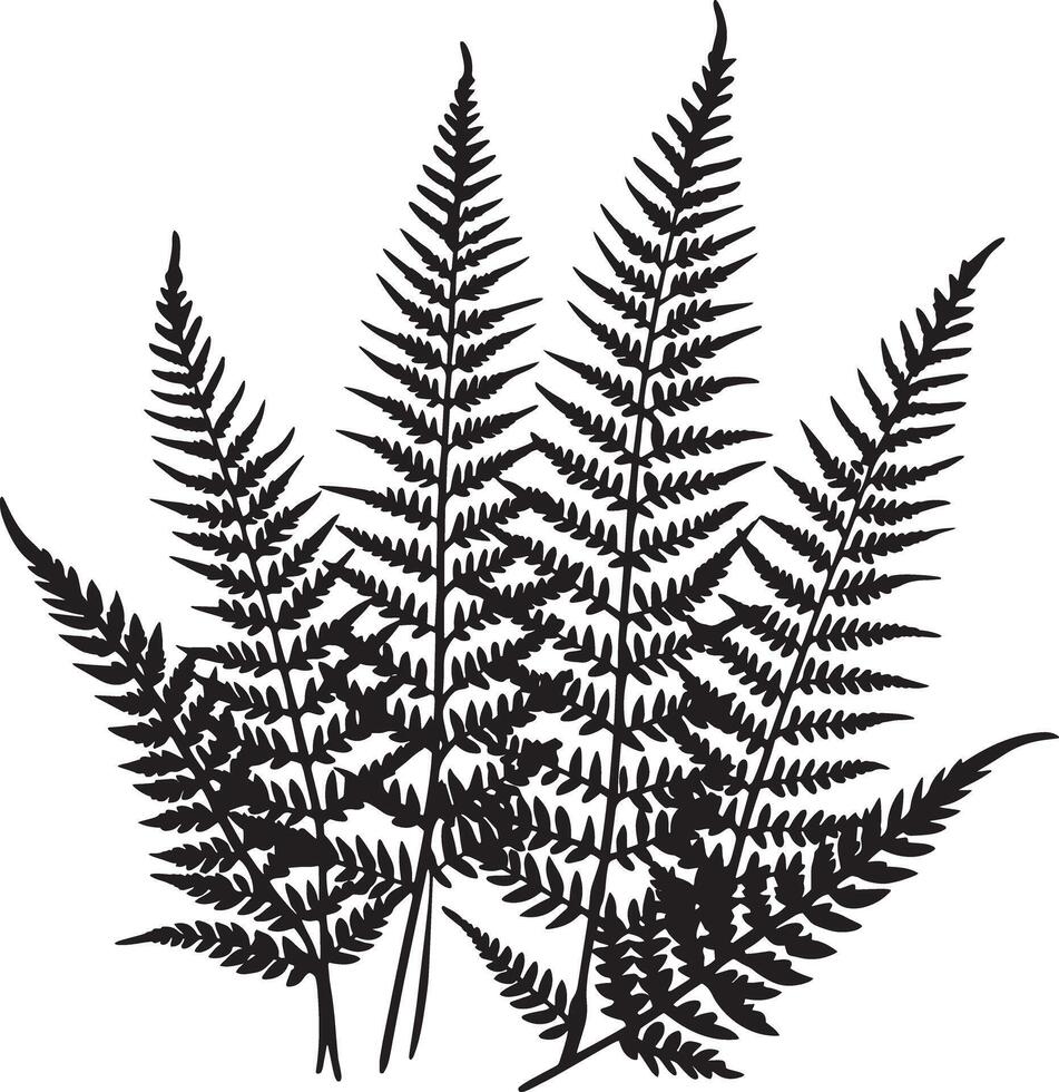 fern leaves illustration black and white vector
