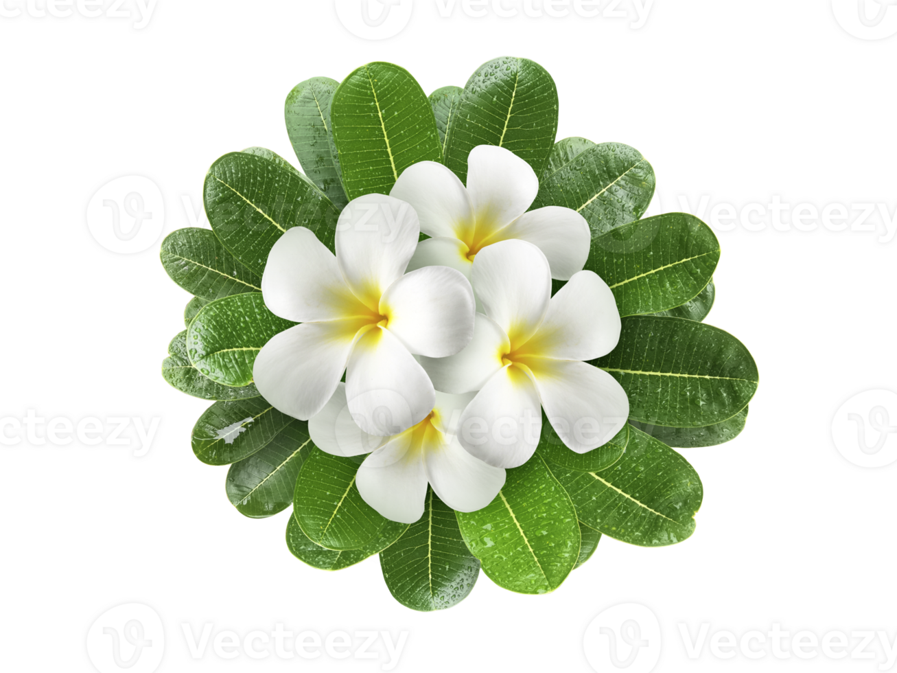 Frangipani flowers with leaves, transparent background png