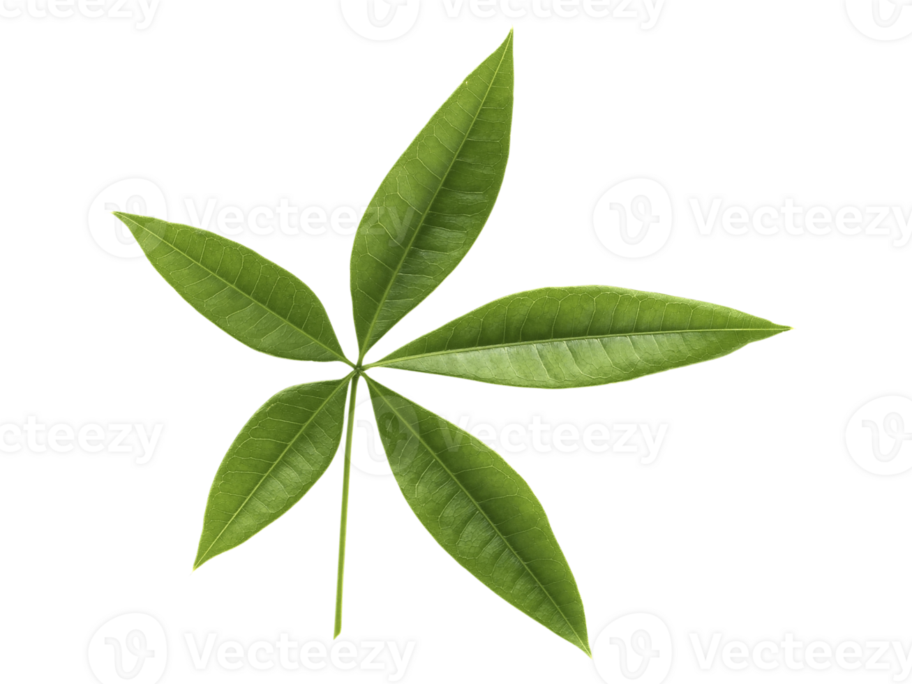 Fresh green leaves branch, transparent background png
