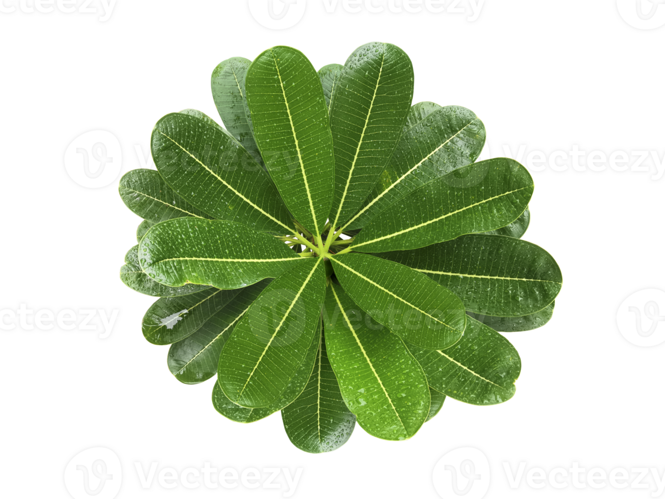 frangipani leaf, transparent background png