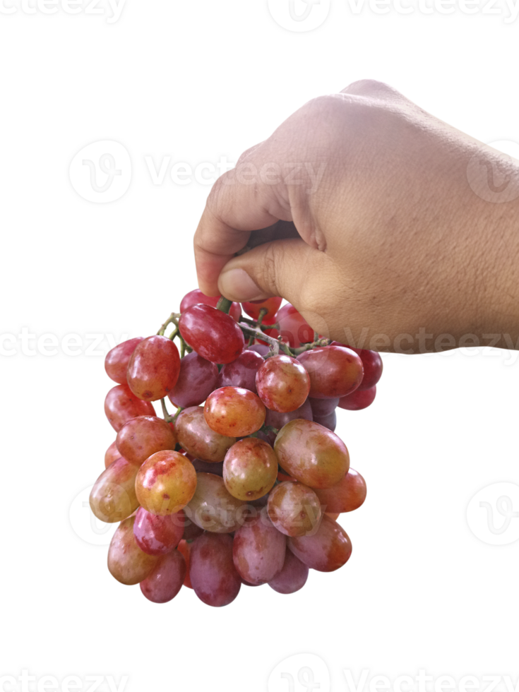 Grape fruit in hand, transparent background png