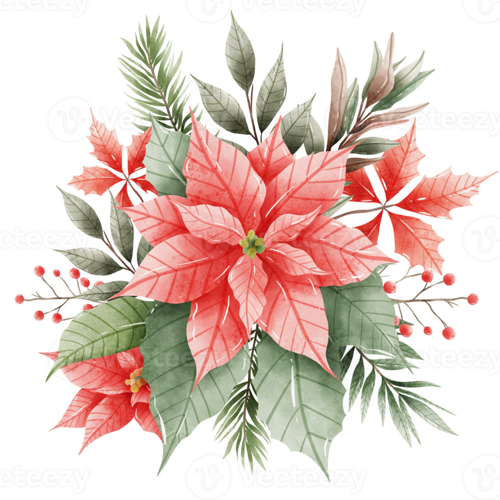 Watercolor Hand drawn illustration Christmas compositions with poinsettia flowers bouquet for holiday invitation, card design clipart print new year decor for print, label, invitation design png