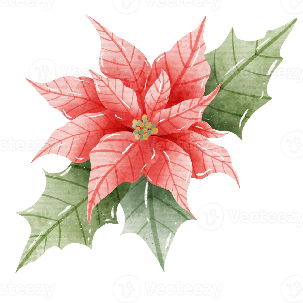 Watercolor Hand drawn illustration Christmas compositions with poinsettia flowers bouquet for holiday invitation, card design clipart print new year decor for print, label, invitation design png