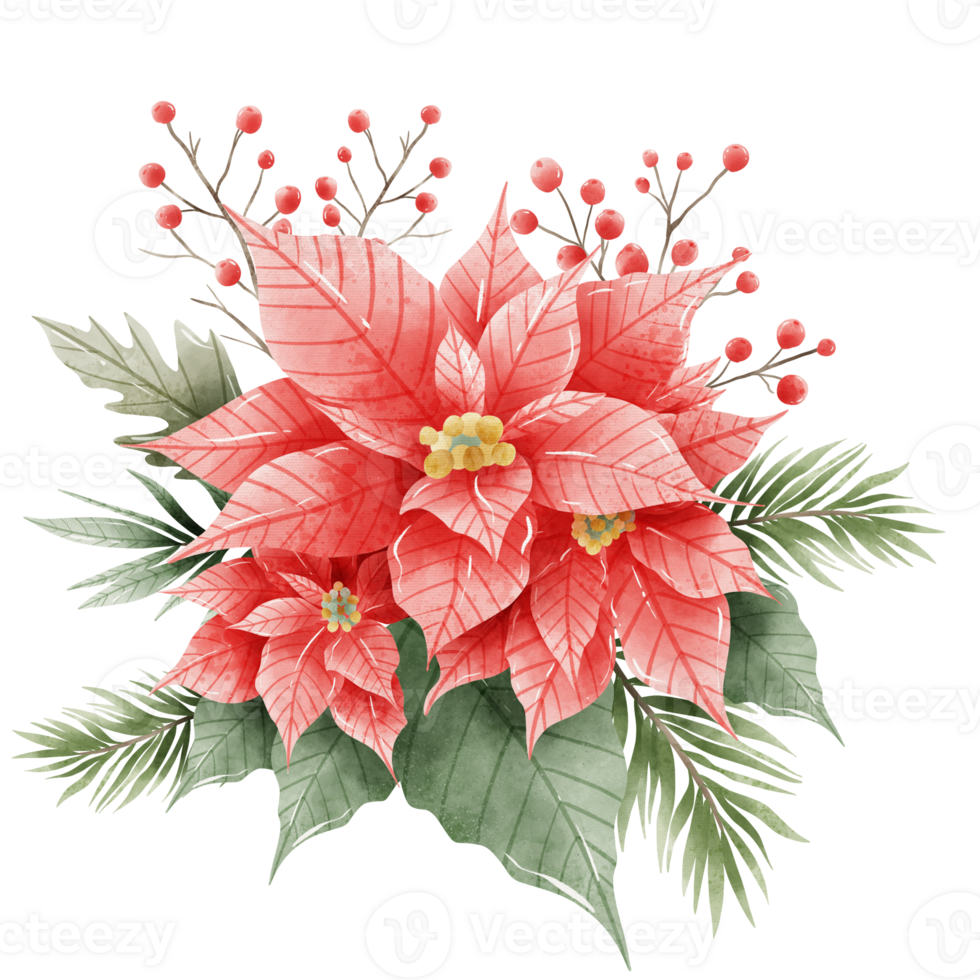 Watercolor Hand drawn illustration Christmas compositions with poinsettia flowers bouquet for holiday invitation, card design clipart print new year decor for print, label, invitation design png