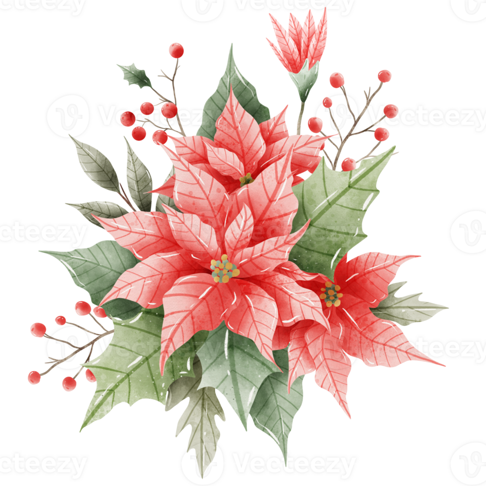 Watercolor Hand drawn illustration Christmas compositions with poinsettia flowers bouquet for holiday invitation, card design clipart print new year decor for print, label, invitation design png