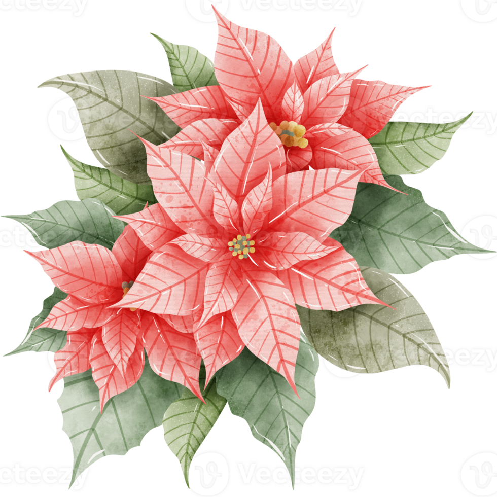 Watercolor Hand drawn illustration Christmas compositions with poinsettia flowers bouquet for holiday invitation, card design clipart print new year decor for print, label, invitation design png