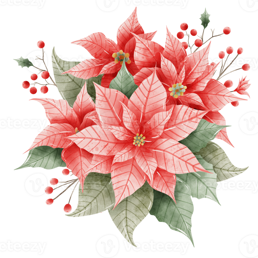 Watercolor Hand drawn illustration Christmas compositions with poinsettia flowers bouquet for holiday invitation, card design clipart print new year decor for print, label, invitation design png