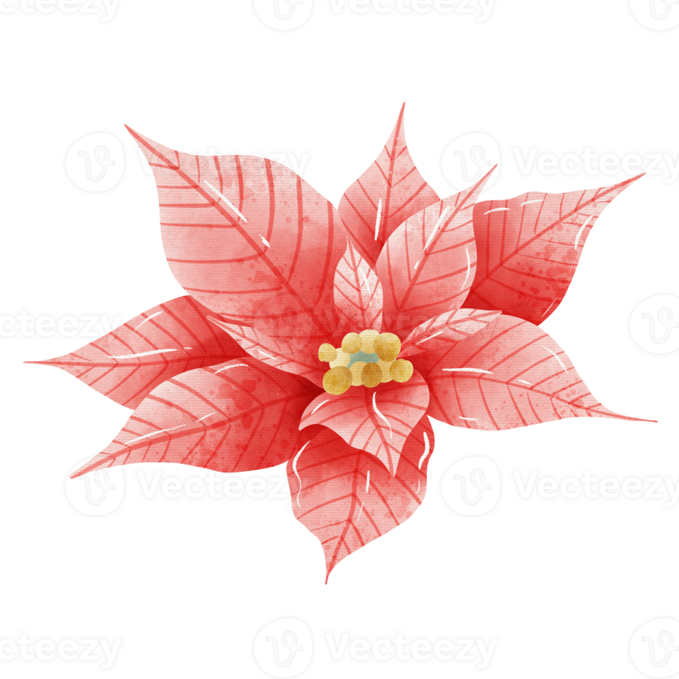 Watercolor Hand drawn illustration Christmas red poinsettia flowers for holiday invitation, card design clipart print new year decor for print, label, invitation design png