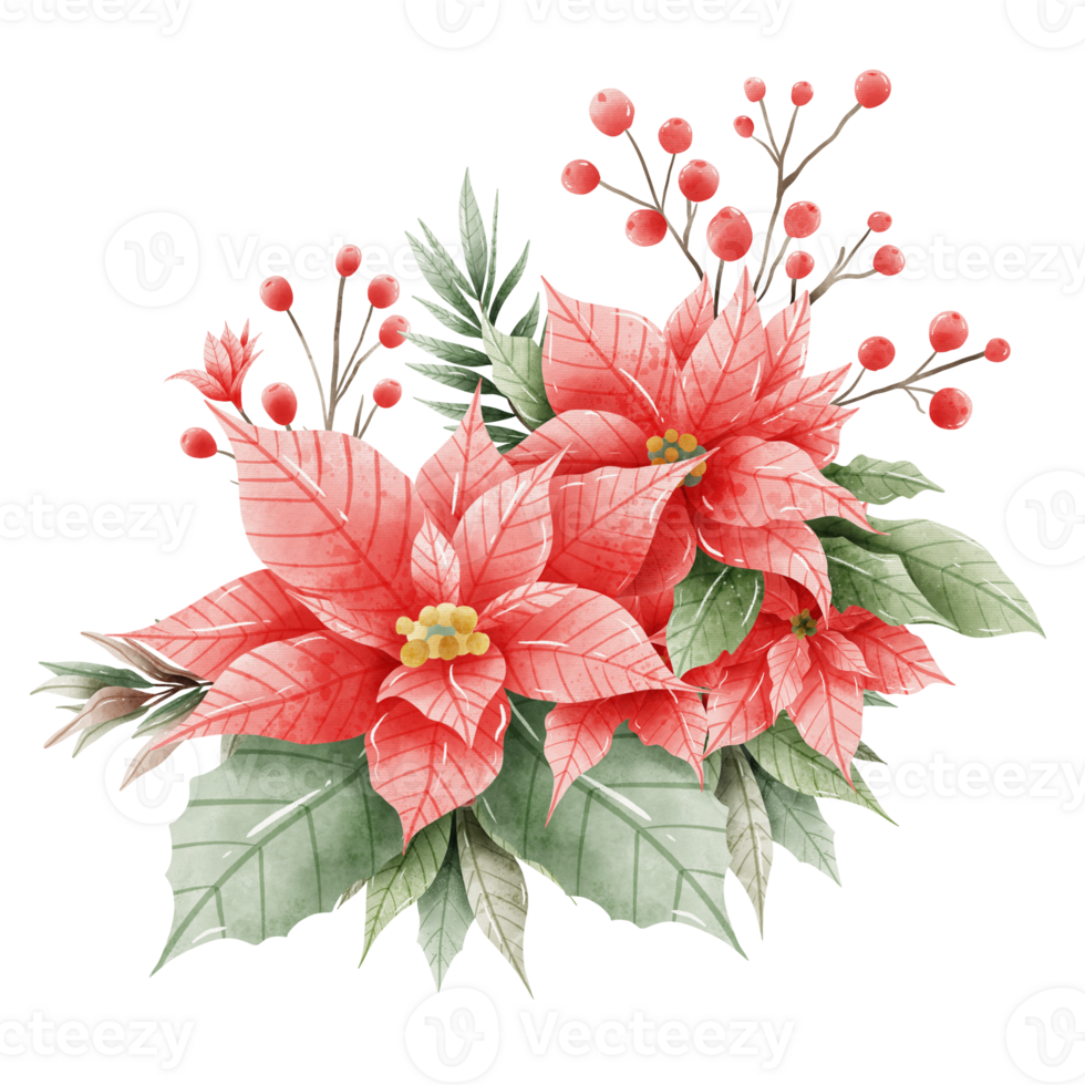 Watercolor Hand drawn illustration Christmas compositions with poinsettia flowers bouquet for holiday invitation, card design clipart print new year decor for print, label, invitation design png