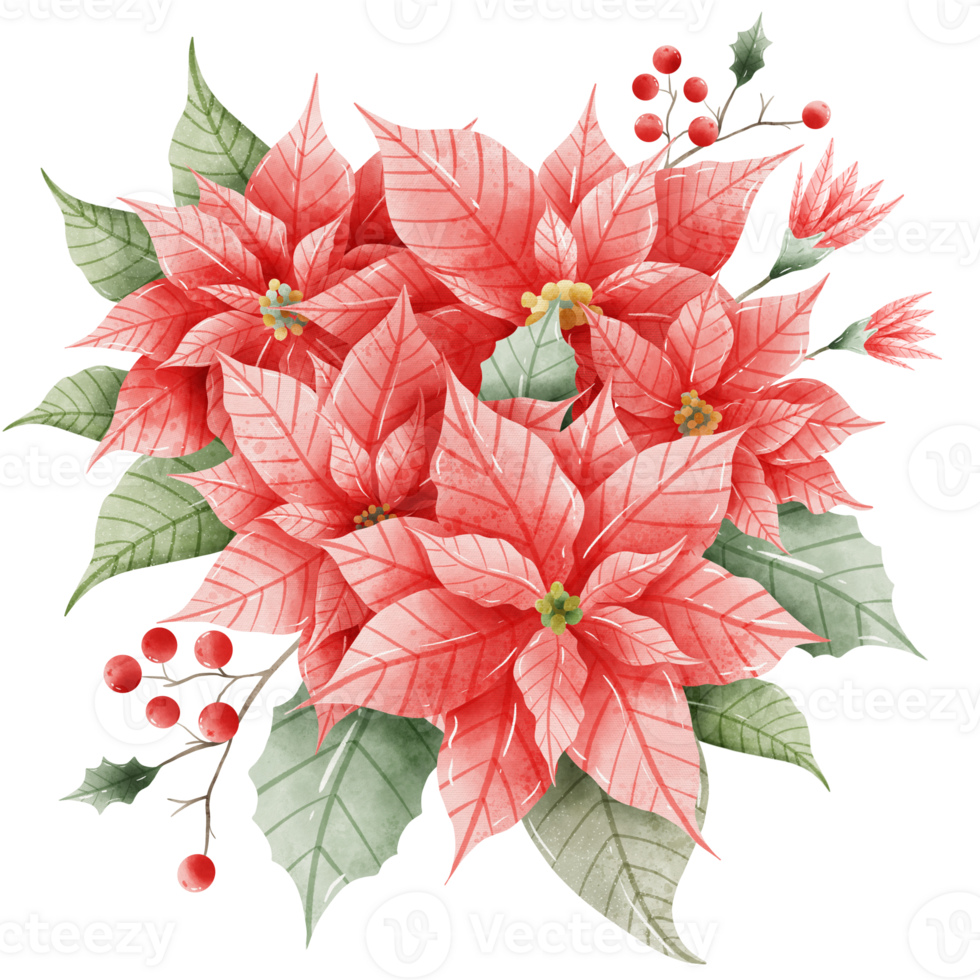 Watercolor Hand drawn illustration Christmas compositions with poinsettia flowers bouquet for holiday invitation, card design clipart print new year decor for print, label, invitation design png