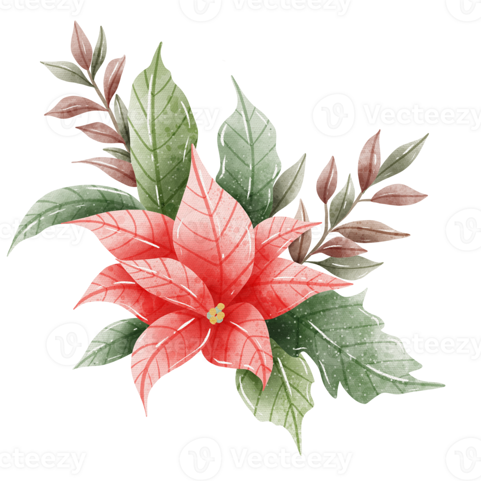 Watercolor Hand drawn illustration Christmas compositions with poinsettia flowers bouquet for holiday invitation, card design clipart print new year decor for print, label, invitation design png