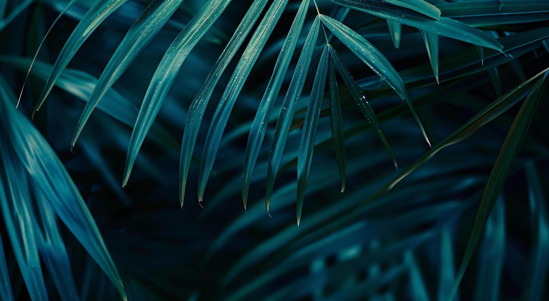 Close Up of Palm Tree Leaves photo