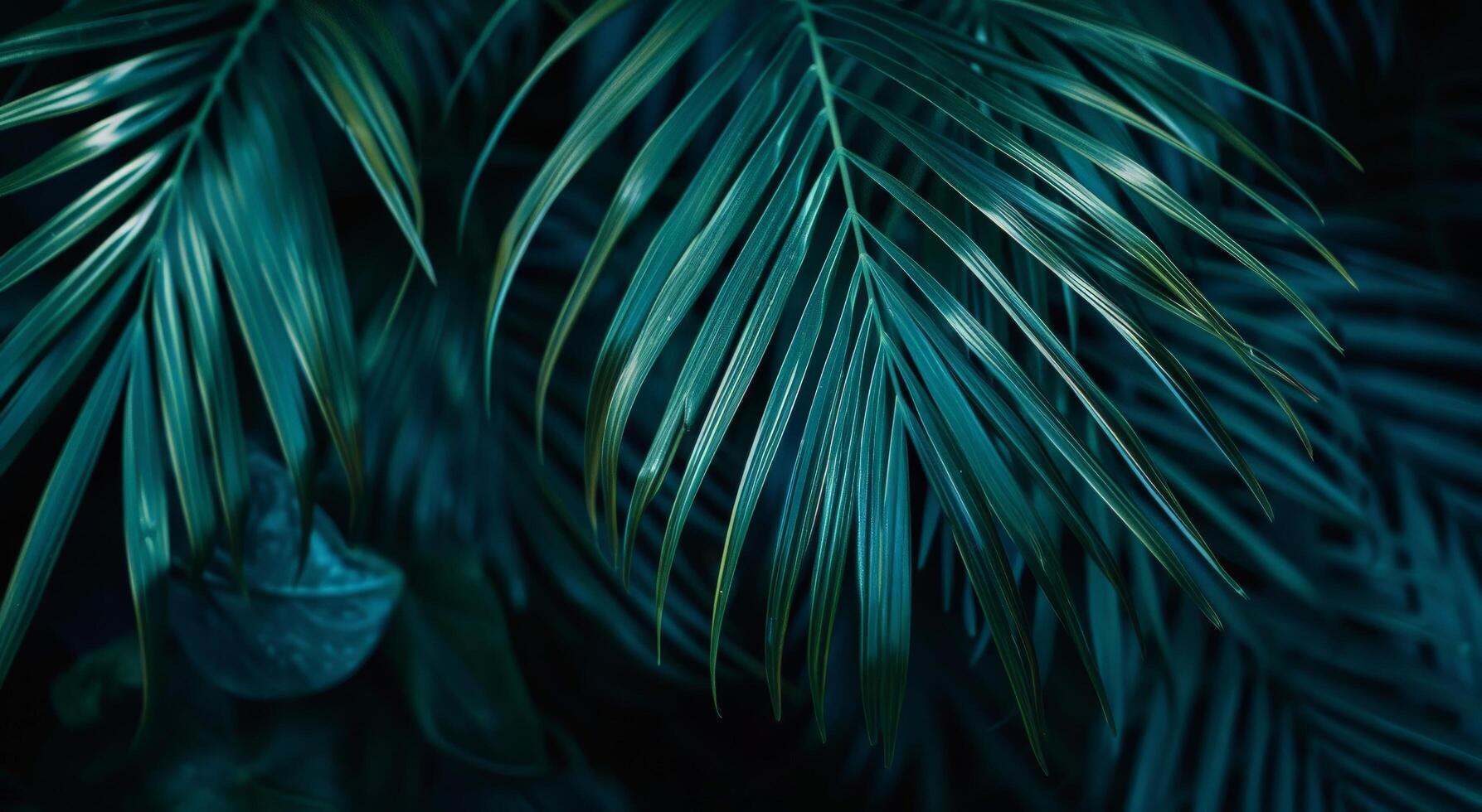 Close Up of Palm Tree Leaves photo