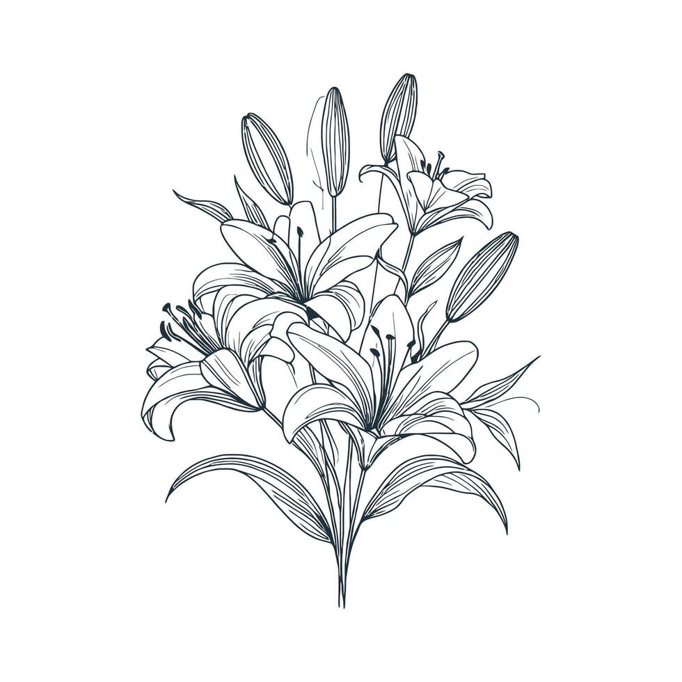 a drawing of lilies on a white background vector