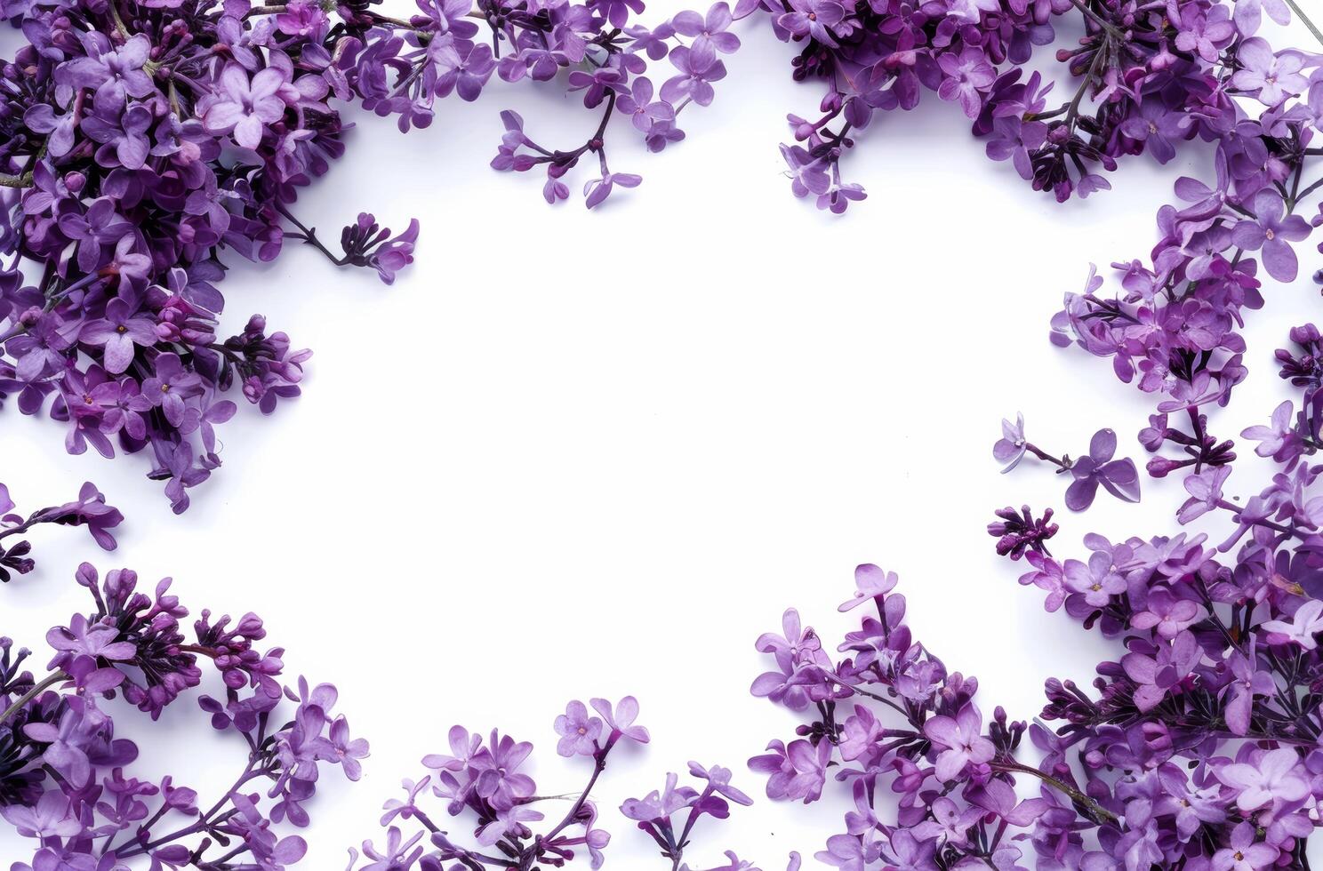 Bunch of Purple Flowers on White Background photo
