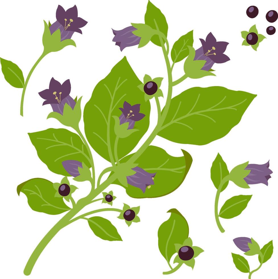 A belladonna nightshade plant with flowers and seeds. Belladonna plant on white background. vector