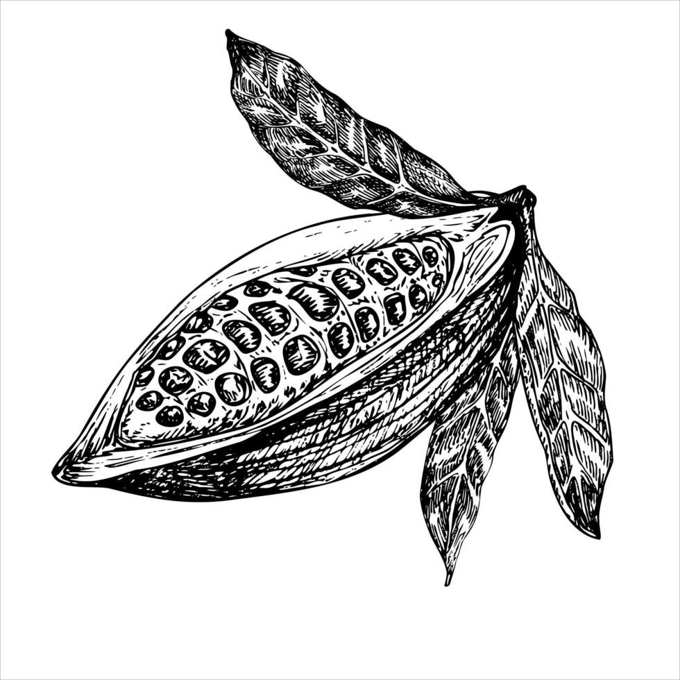 Cocoa fruit graphic illustration, hand drawn sketch of vegetable, leaves. Botanical drawing of tropical fruit. Engraving for food packaging design. Plant sketch vector