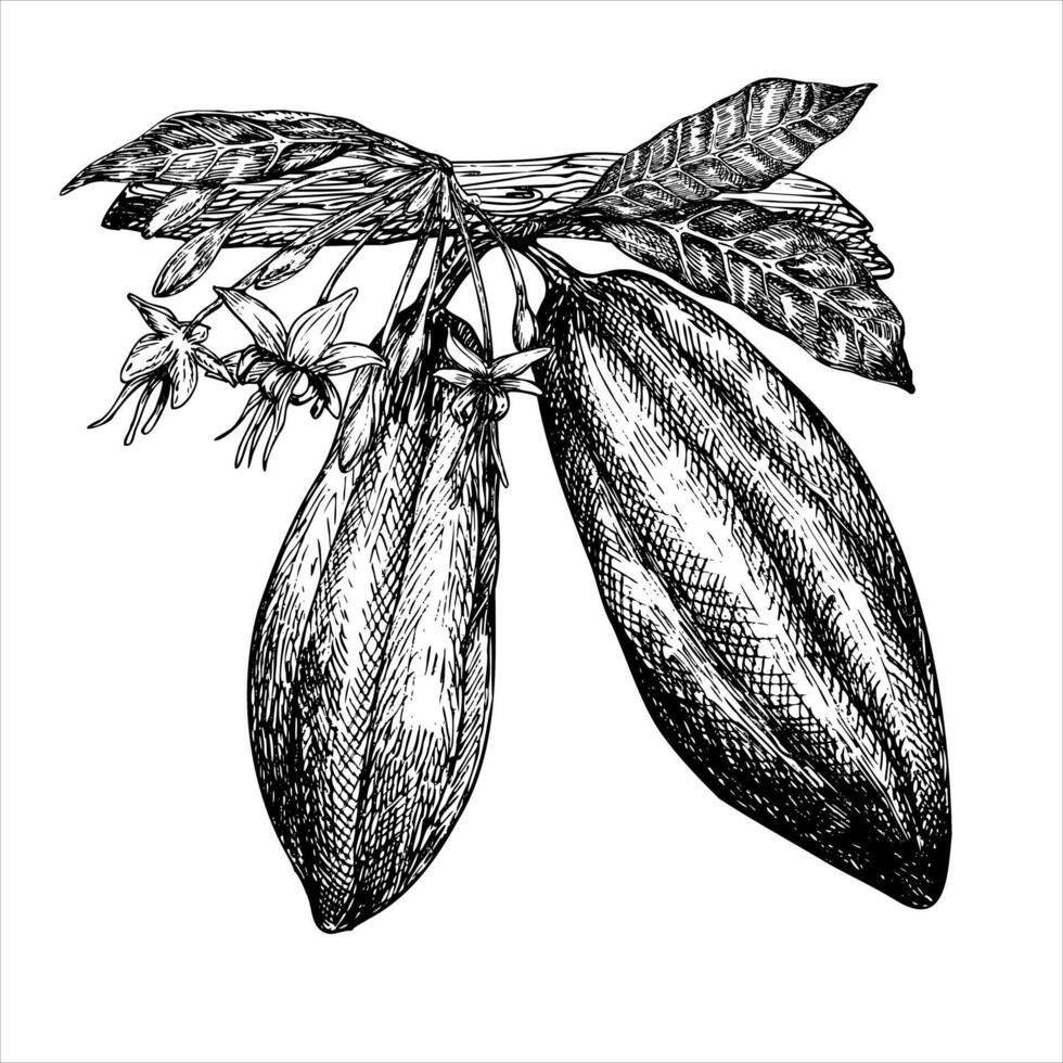 Cocoa fruit on a branch graphic illustration, hand drawn sketch of vegetable, leaves, flowers. Botanical drawing of tropical fruit. Engraving for food packaging design. Plant sketch vector