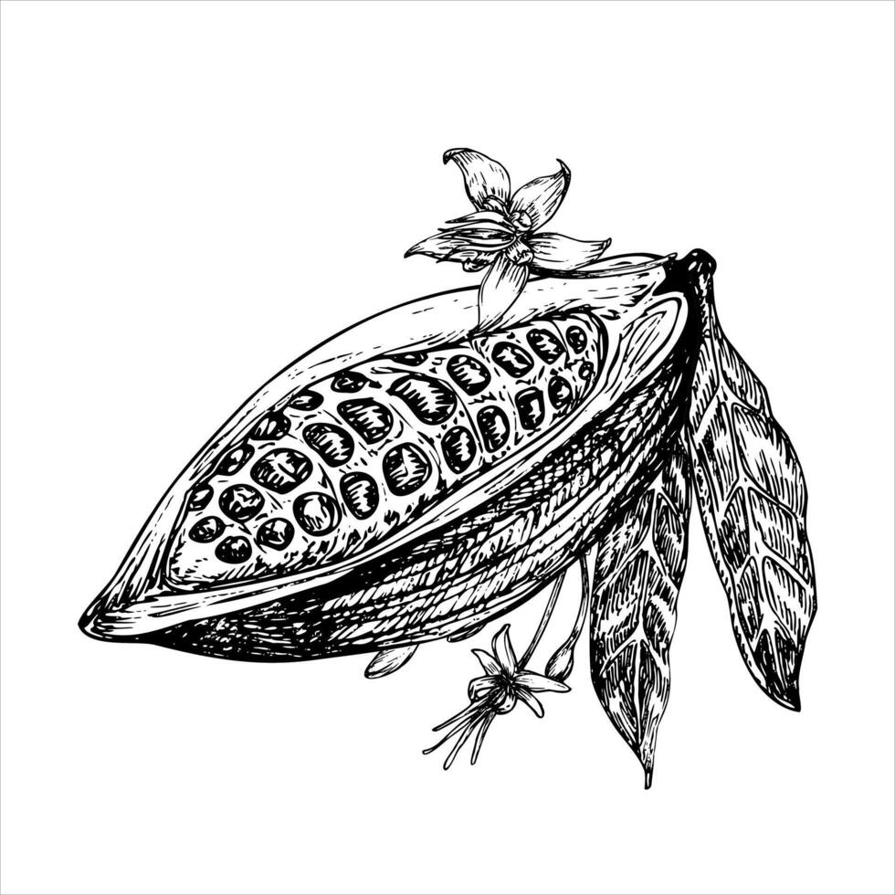 Cocoa fruit graphic illustration, hand drawn sketch of vegetable, leaves, flowers. Botanical drawing of tropical fruit. Engraving for food packaging design. Plant sketch vector