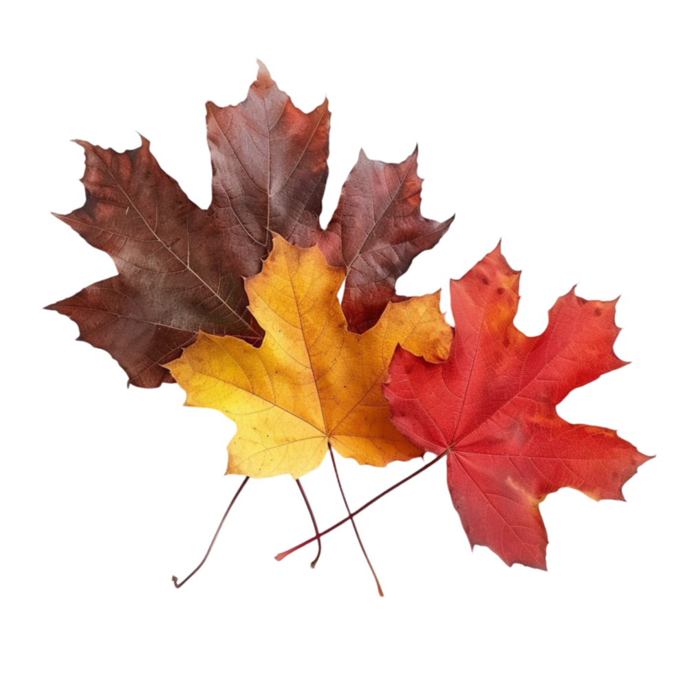 Three maple leaves on a transparent background png