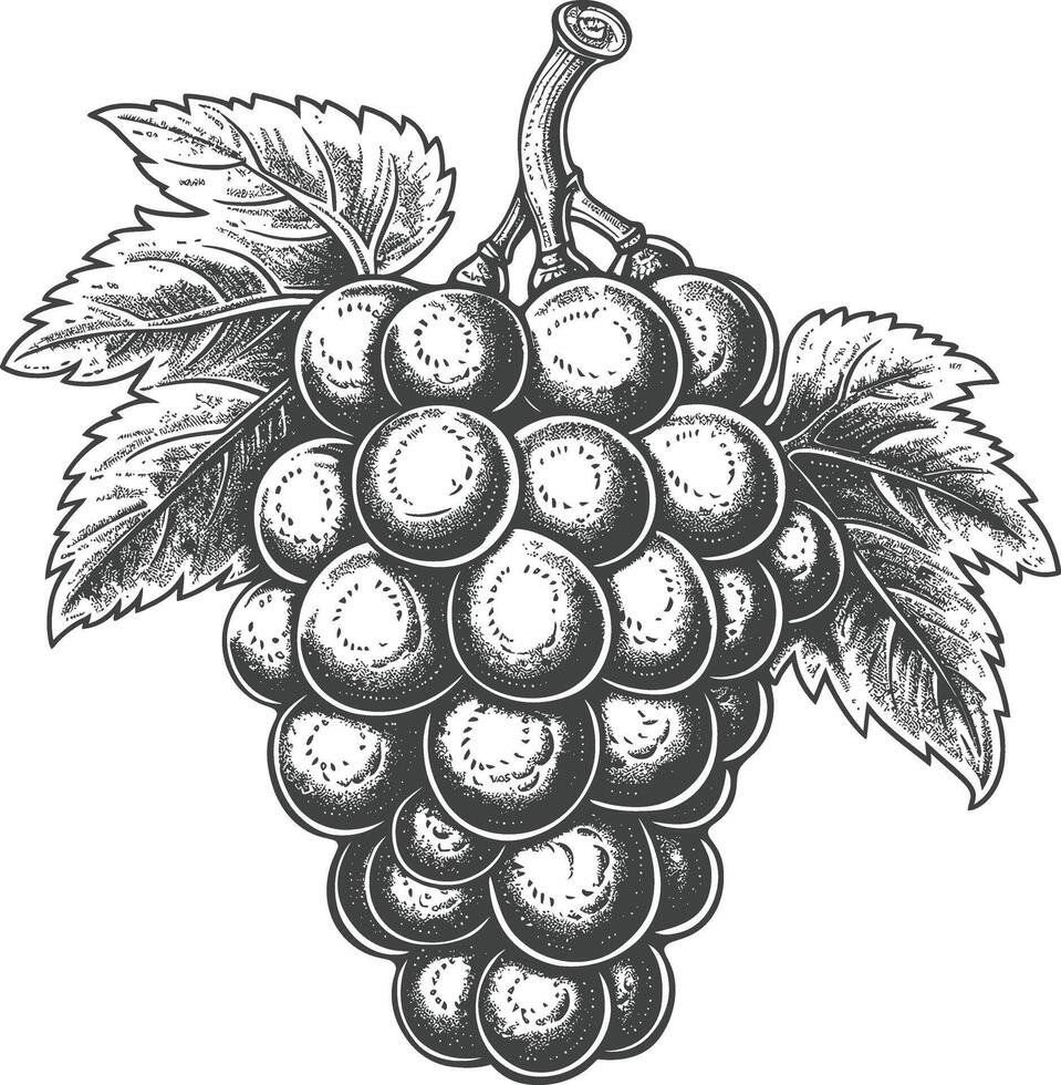 Grape Fruit with engraving style black color only vector