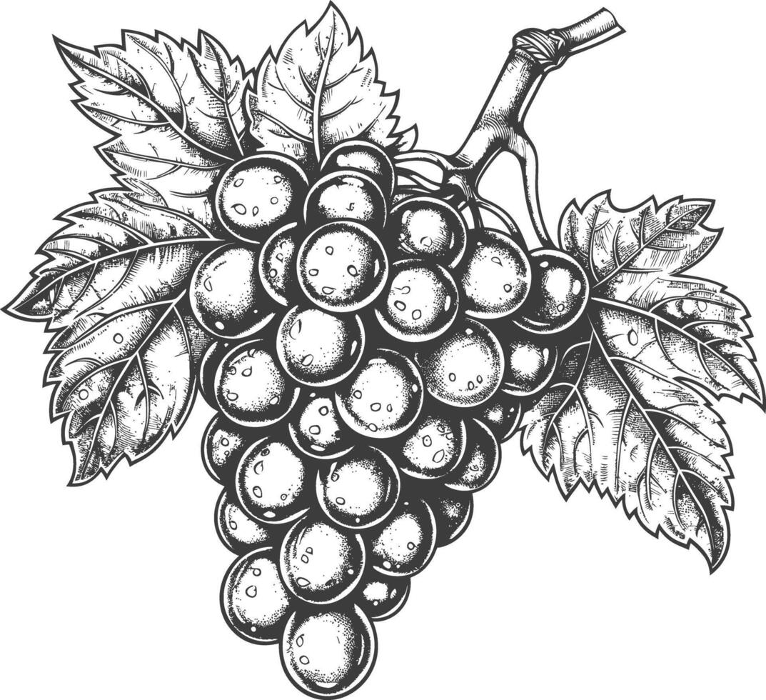 Grape Fruit with engraving style black color only vector