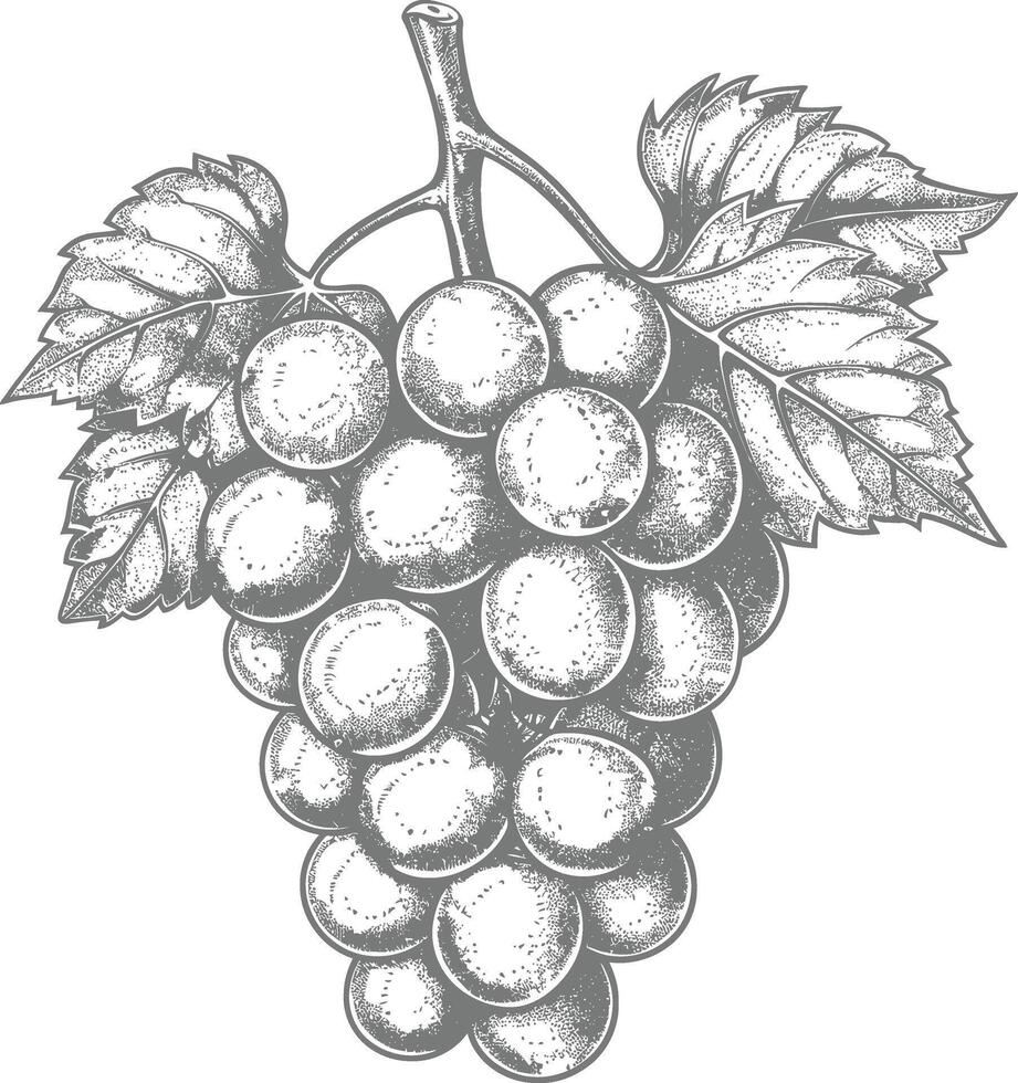 Grape Fruit with engraving style black color only vector