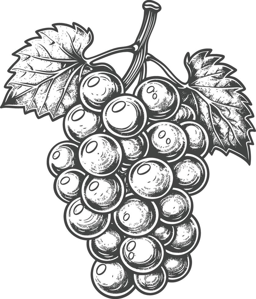 Grape Fruit with engraving style black color only vector