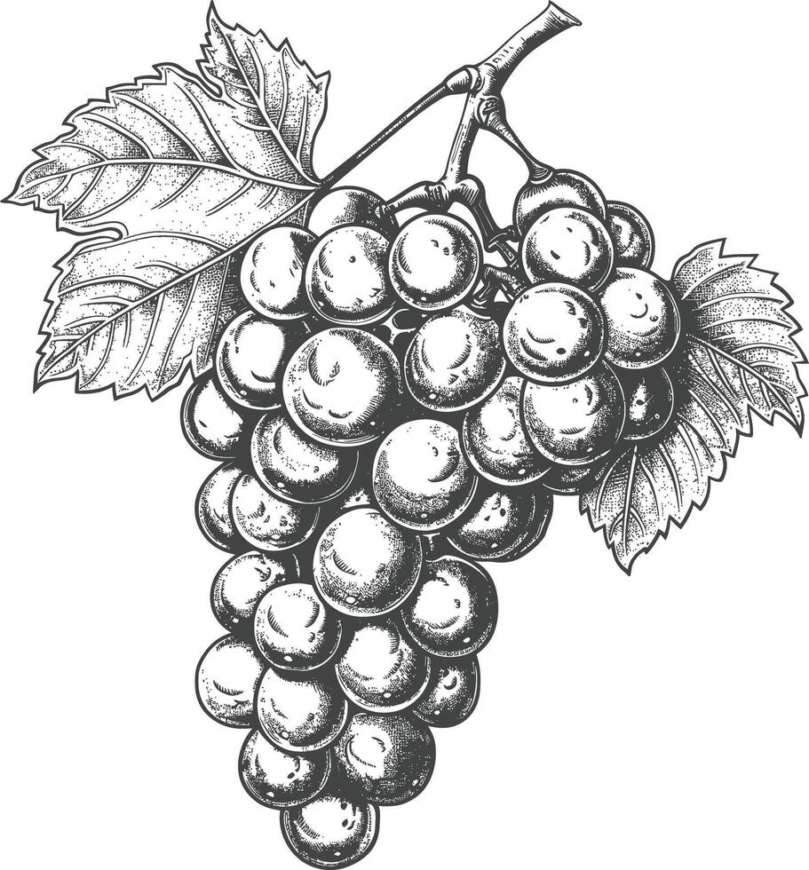 Grape Fruit with engraving style black color only vector