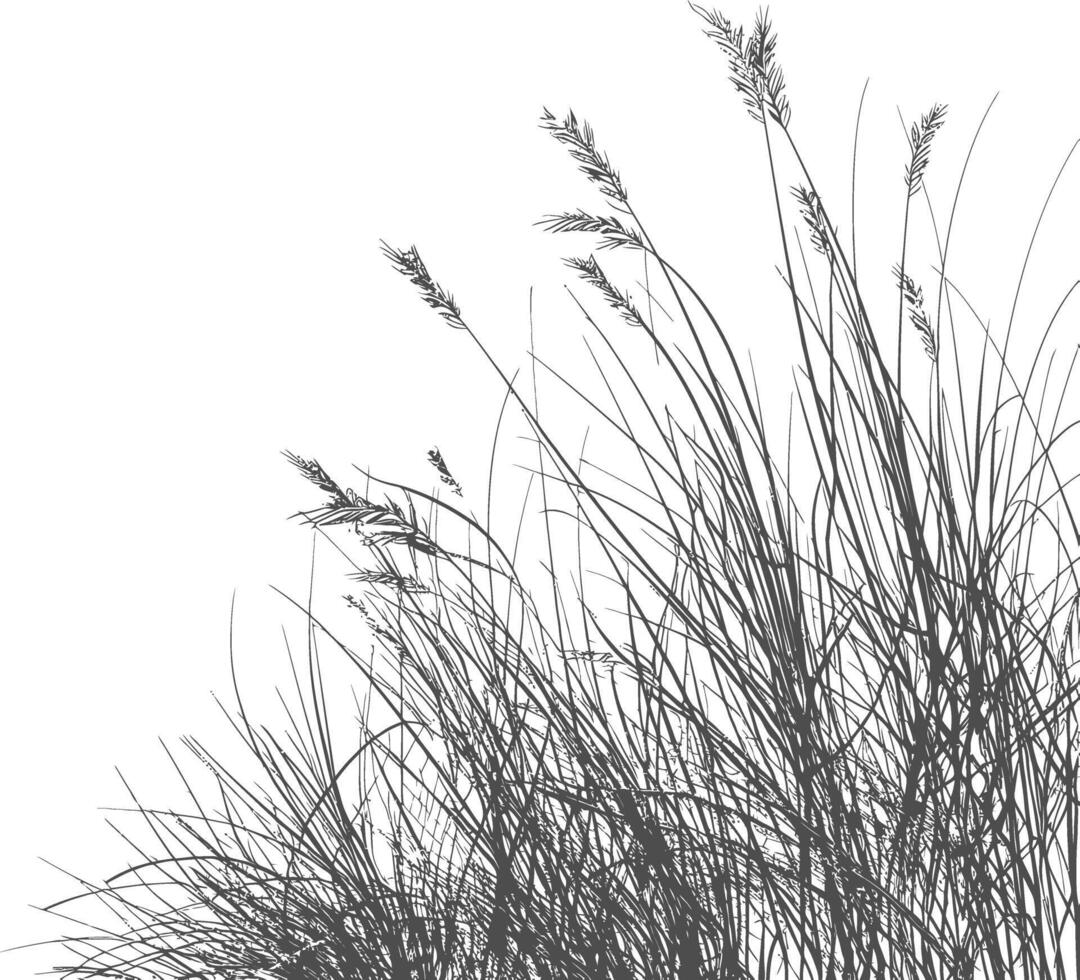Grass natural as background with engraving style black color only vector