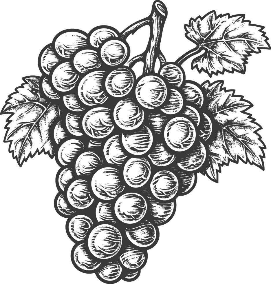 Grape Fruit with engraving style black color only vector