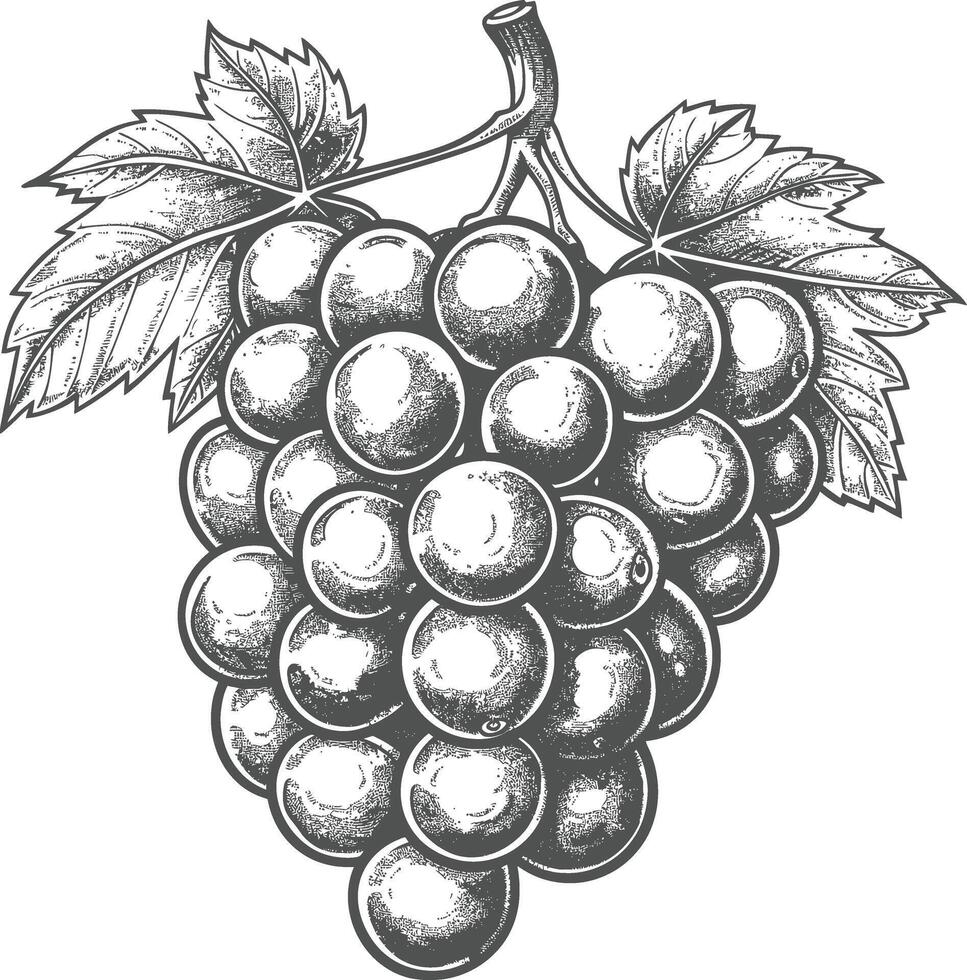Grape Fruit with engraving style black color only vector