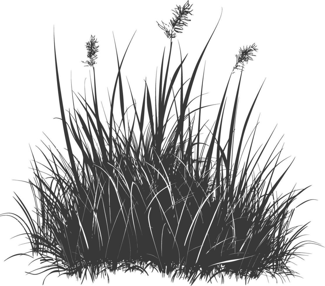 Grass natural as background with engraving style black color only vector