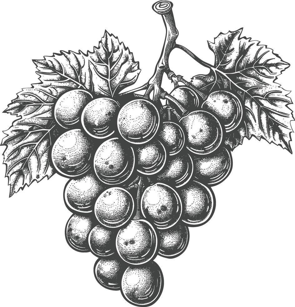 Grape Fruit with engraving style black color only vector
