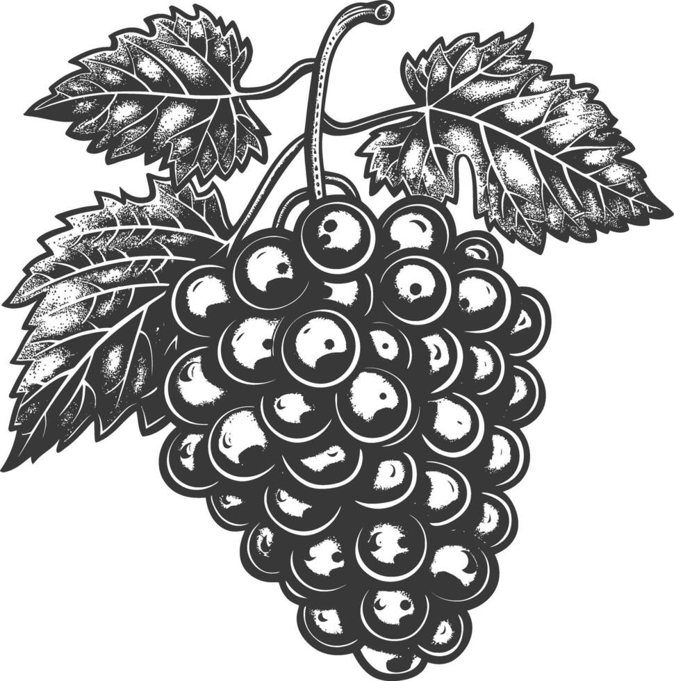 Grape Fruit with engraving style black color only vector