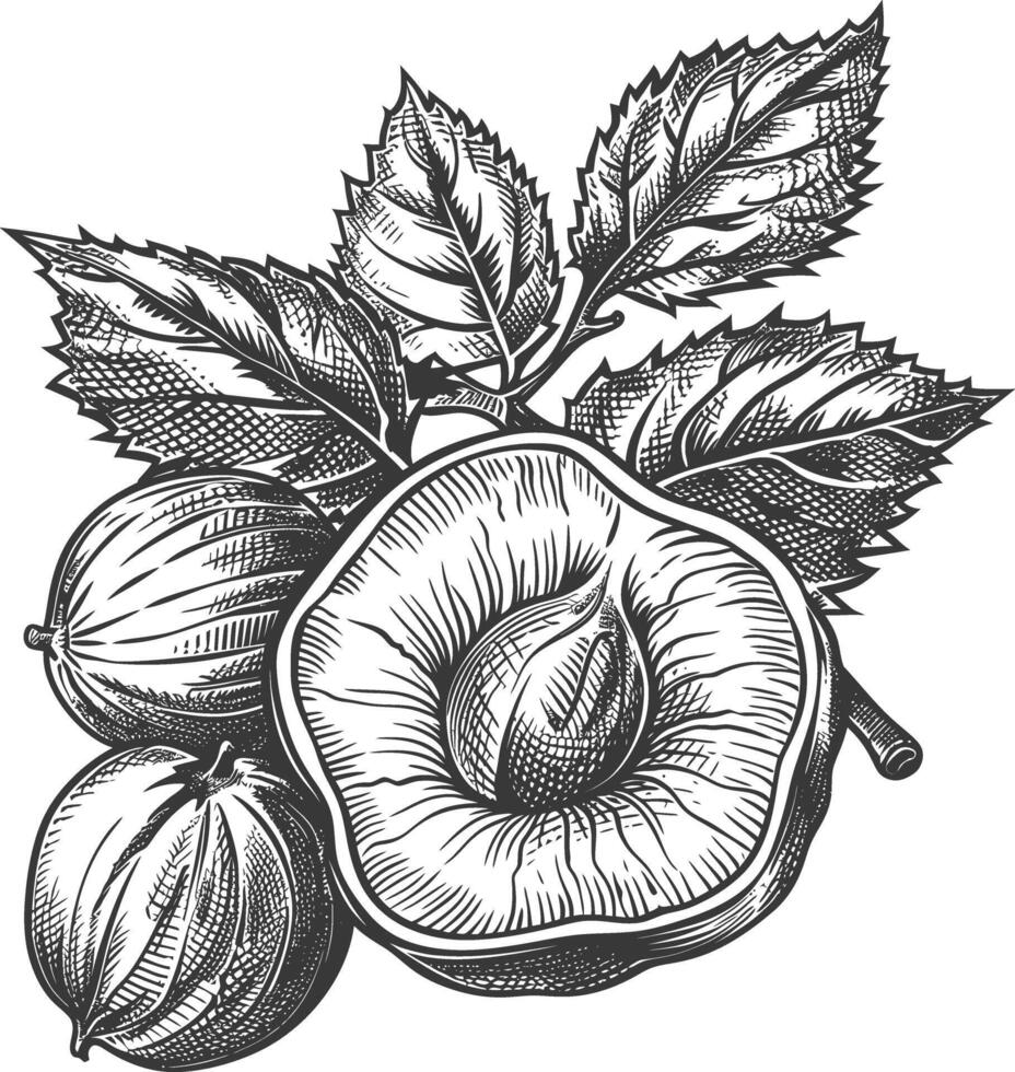 Hazelnut fruit with engraving style black color only vector