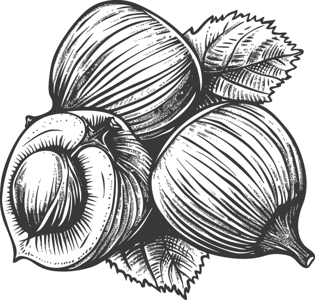 Hazelnut fruit with engraving style black color only vector