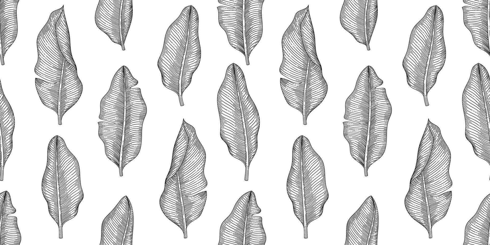 Banana leaf pattern black and white illustration vector