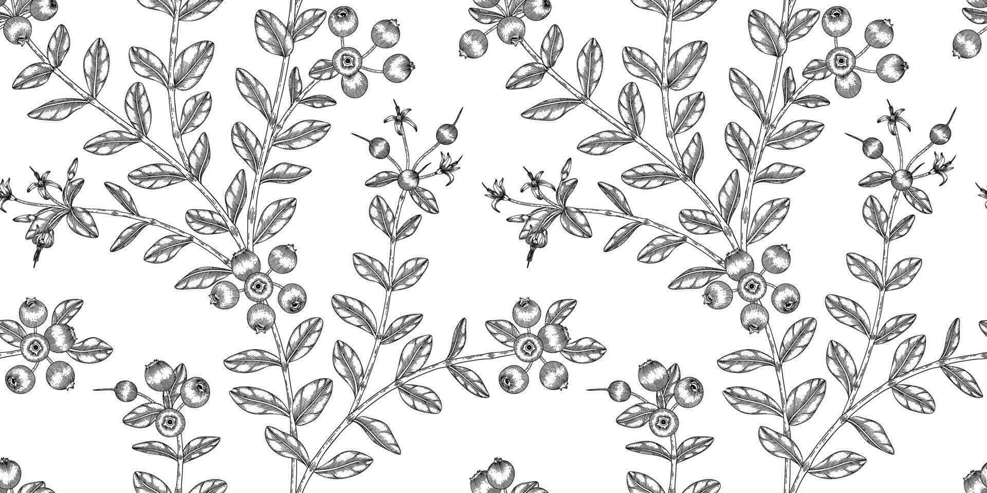Cranberry pattern black and white illustration vector