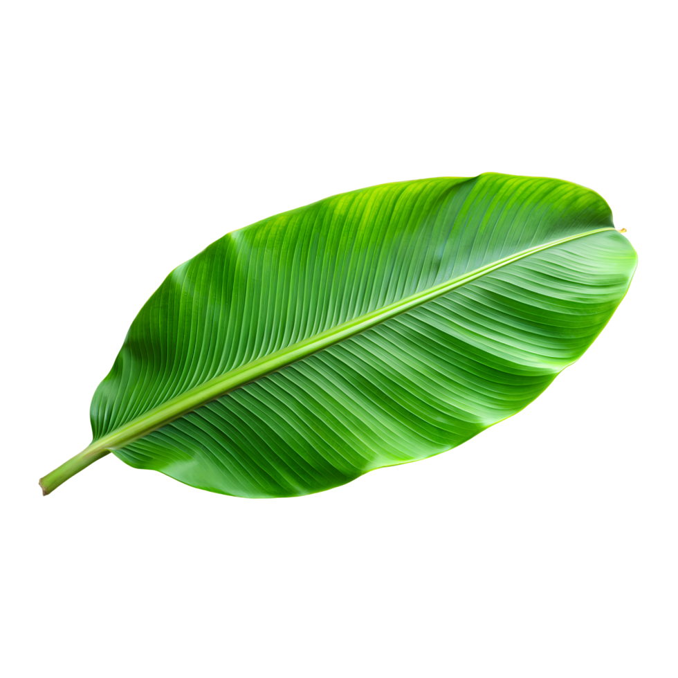 Transparent Background with Green Banana Leaf png