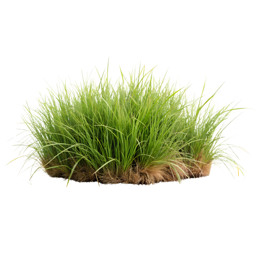 Buffalo Grass Growth, a Native Prairie Grass, Isolated on Transparent Background png
