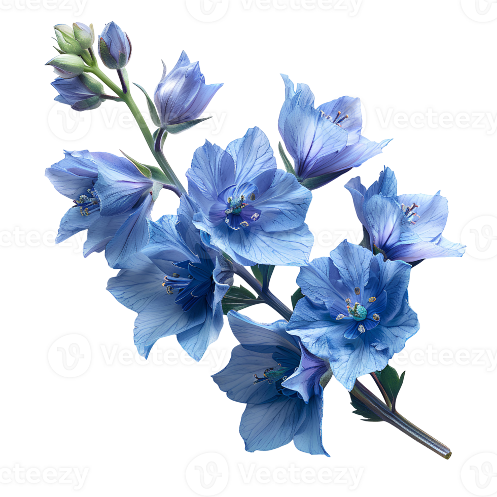 Delphinium flower. Luscious delphinium flower top view. Delphinium flat lay. Blue and purple flower isolated png